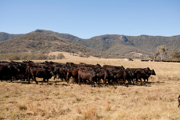 Obraz premium Australian Cattle 