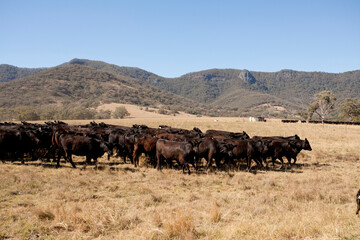Naklejka na ściany i meble Australian Cattle 