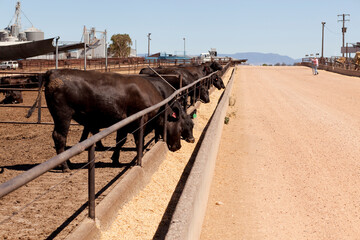 Australian Cattle 