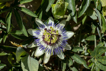 Passion Flower Passiflora or Passionflower where you can see the beauty of the botanical resembling the nails of Christ and the crown of thorns of Christianity.
