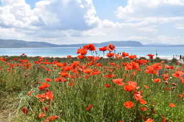 poppy field and sky