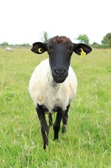 Portrait of Suffolk breed ewe in field on farmland in rural Ireland in summertime