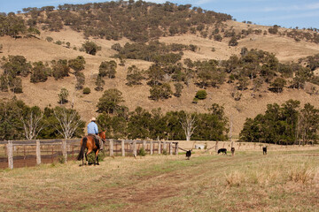 Australian Cattle 