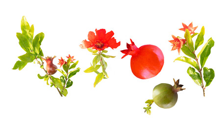 pomegranate tree fruits and flowering  blossoms branches with pomegranate flowers set