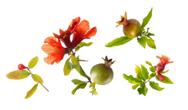 pomegranate tree fruits and flowering  blossoms branches with pomegranate flowers set
