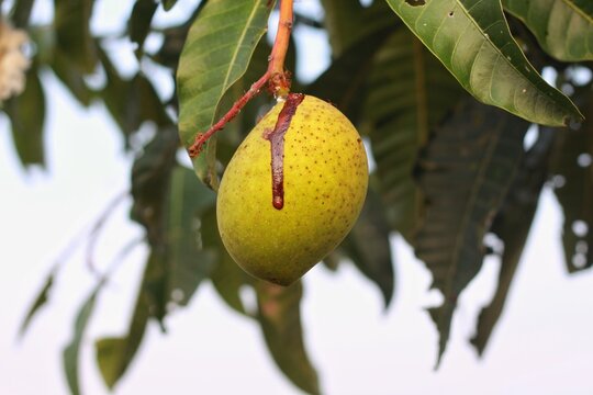 Mangifera foetida or Bacang or pakel is a type of fruit tree that is still related to mangoes