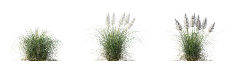 Set of Cortaderia selloana Pumila grass or dwarf pampas grass isolated png on a transparent...
