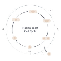 Schizosaccharomyces pombe fission yeast cell cycle science vector infographic