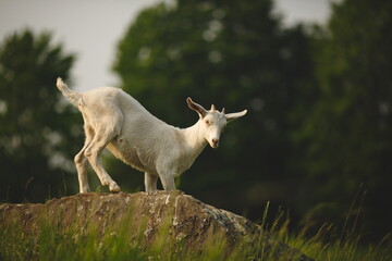 Fototapeta premium Saanan dairy goats on a small farm in Ontario, Canada.