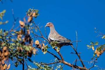Wild dove known as "pombão" or "asa branca" or "pomba carijó" (Patagioenas picazuro) in selective focus and closeup