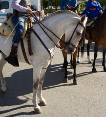 Horse with errajes in fair of Andalusia.