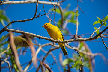 True Canary (Sicalis flaveola). 