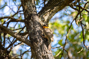 Brazilian bird of the Picidae family. It is known as woodpecker-carijó or 