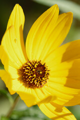 yellow flower macro