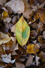 autumn leaves on the ground