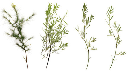 Casuarina Glauca Creeper Plants: A Serene White Background Display