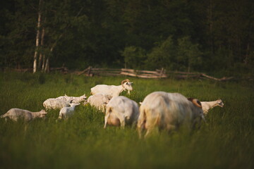 Obraz premium Saanan dairy goats on a small farm in Ontario, Canada.