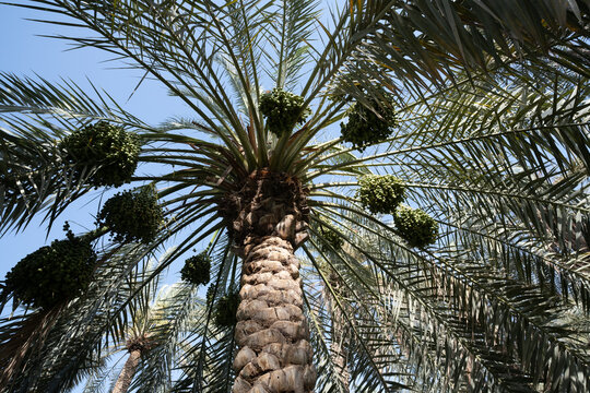 photo of date palm tree with early green fruits