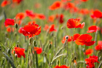 Fototapeta na wymiar Red poppies field in Germany. Papaver somniferum flowers and seed head. Poppy sleeping pills, opium.
