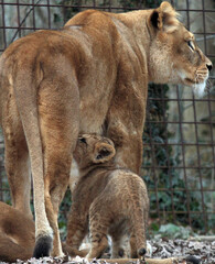 Obraz premium Meet the animal world – stunning photos of furry, feathery, and scaly friends you’ll love.