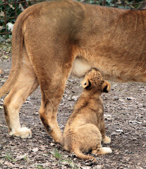 Obraz premium Meet the animal world – stunning photos of furry, feathery, and scaly friends you’ll love.