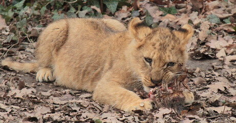 Fototapeta premium Meet the animal world – stunning photos of furry, feathery, and scaly friends you’ll love.