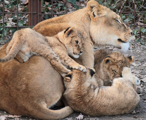 Fototapeta premium From jungle kings to tiny critters, explore breathtaking photos of animals in all their glory