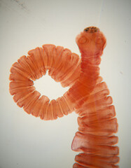 Microscopic Close-Up of a Parasitic Tapeworm