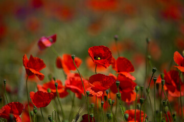 Red poppies field in Germany. Papaver somniferum flowers and seed head. Poppy sleeping pills, opium.