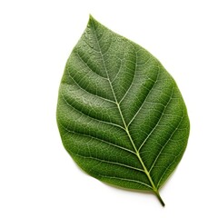 Obraz premium leaf isolated on white background