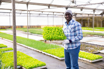 African american man holding boxes of lettuce seedlings in greenhouse