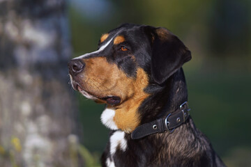 The portrait of a serious Greater Swiss Mountain dog with a black leather collar posing outdoors in spring