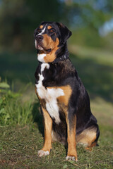 Serious Greater Swiss Mountain dog with a black leather collar posing outdoors sitting on a green grass in spring