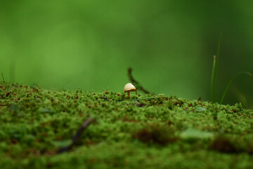 苔の中に生える小さなキノコ