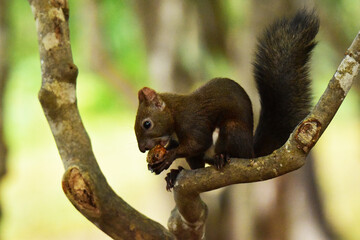 ツツジの木でクルミを食べるエゾリス