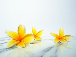 Fototapeta na wymiar Flowers on white background for advertising, banner or beauty products