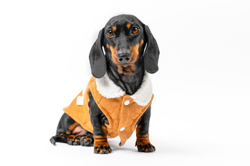 Dog dressed in warm fur vest sits cross-legged, demonstrates fashionable clothes at fashion pet show. Obedient faithful puppy in clothes is waiting to go for walk. Ad clothing, accessories for animals