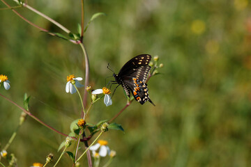 butterfly on a flower