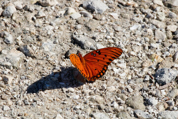 gulf fritallary butterfly