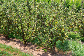 Fototapeta na wymiar Fresh organic pears on tree branches ready for harvesting in orchard at summer day