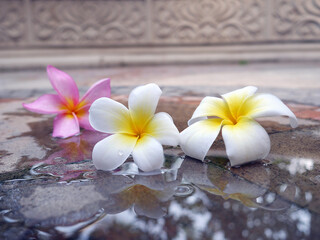 Fototapeta na wymiar Tropical flowers with reflection in water