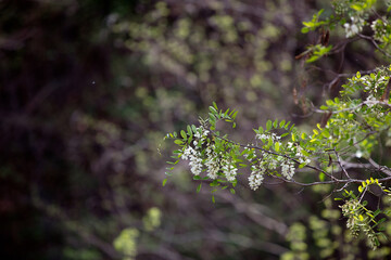 Blooming locust flowers in spring
