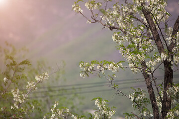 Blooming locust flowers in spring