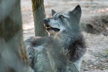 Gray wolf resting in the shade