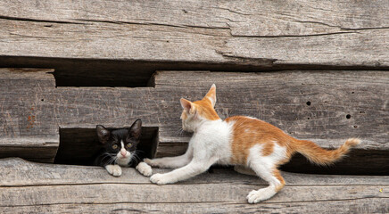 Cat on the old wooden floor. A cat with a green collar.