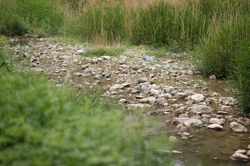 Obraz na płótnie Canvas The stream flowing around wild grass