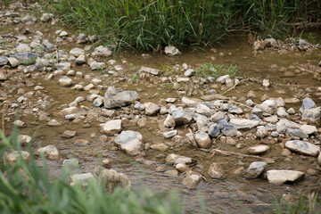 The stream flowing around wild grass