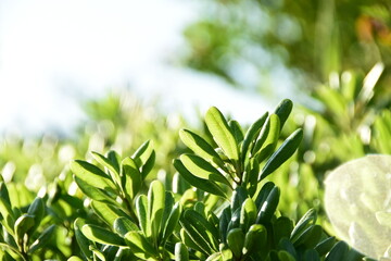 緑に生い茂るトベラ