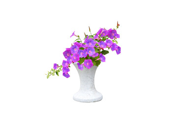 Isolated image of blooming purple morning glory flower in white pot on png file at transparent background