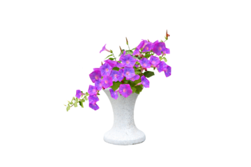 Isolated image of blooming purple morning glory flower in white pot on png file at transparent background